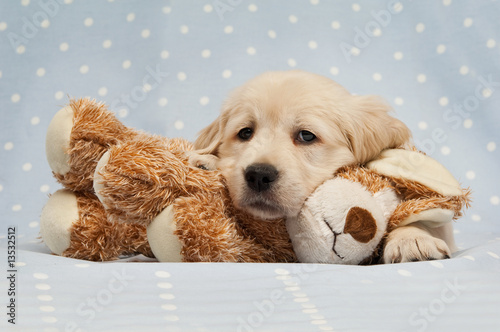 Golden Retriever Puppy isolated on a blue background