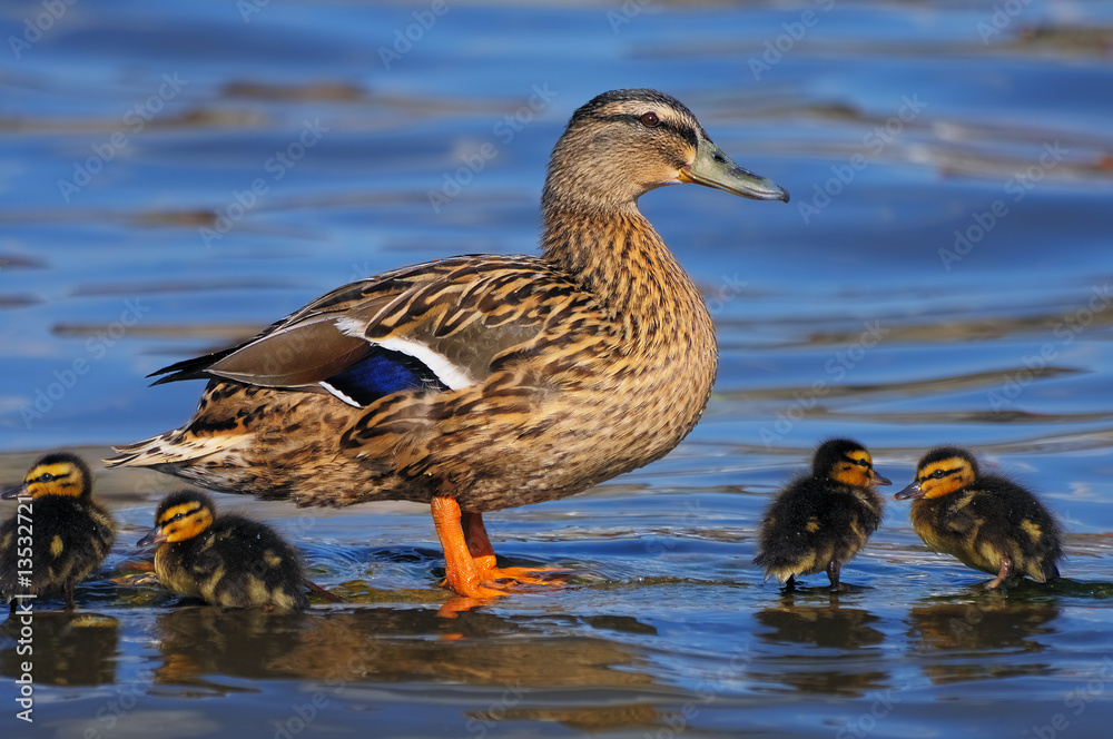 Mallard duck with ducklings Mallard duck with ducklings