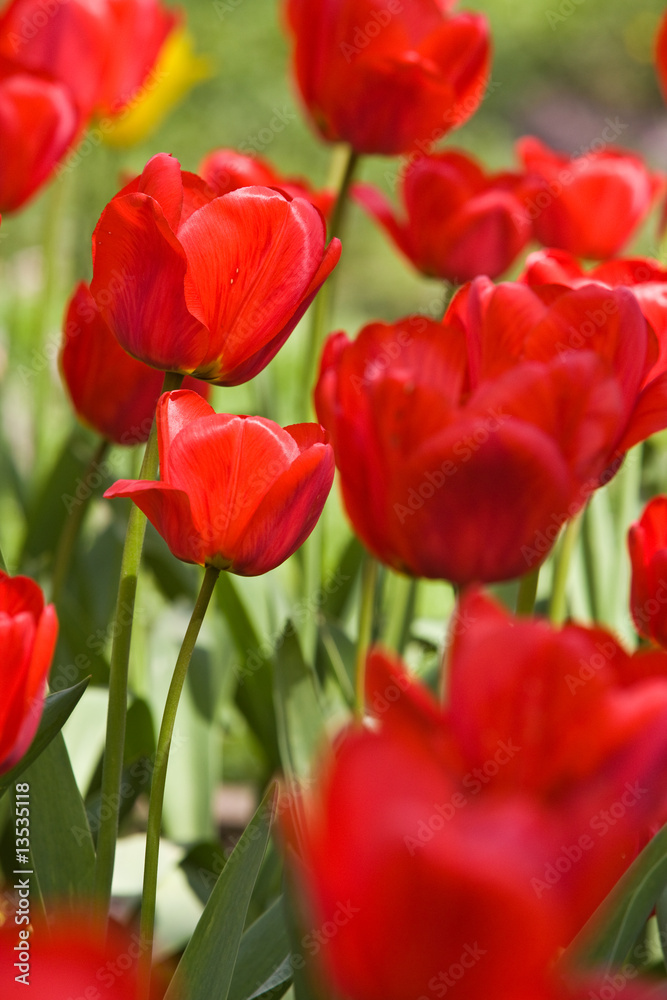 tulip tulip