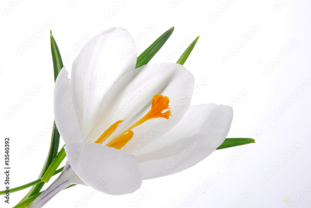 white crocus flower