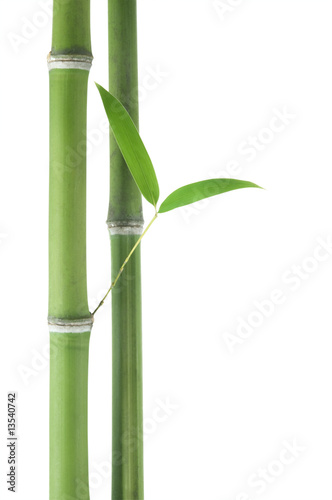 Bamboo over white background © axle