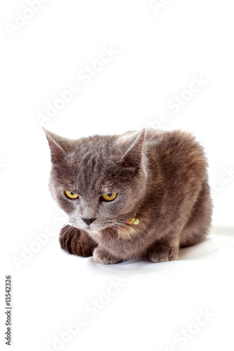 Foto angry cat  sits on white background