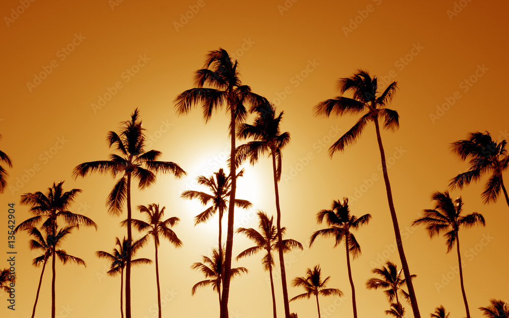 Orange Cast Palm Trees