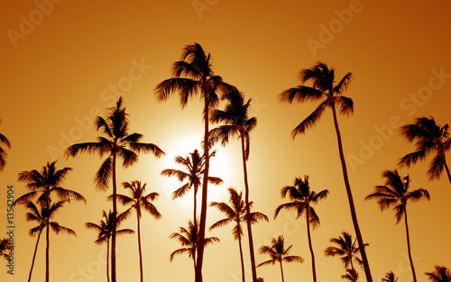 Orange Cast Palm Trees © Chris Hill
