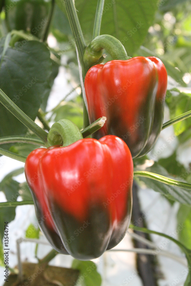 Green and red peppers