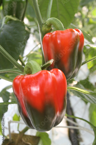 Obraz na płótnie Green and red peppers w salonie