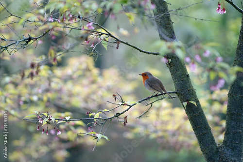 Springtime Robin photo