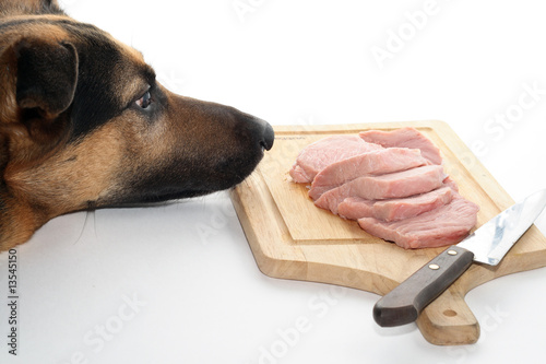 Dog looking at piece of meat