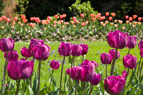 violet tulips in a garden