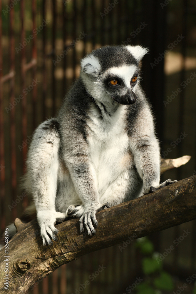 Fototapeta premium Ring tailed lemur sitting on a tree branch