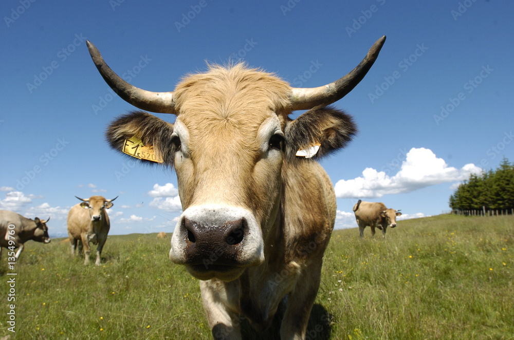 vache aubrac