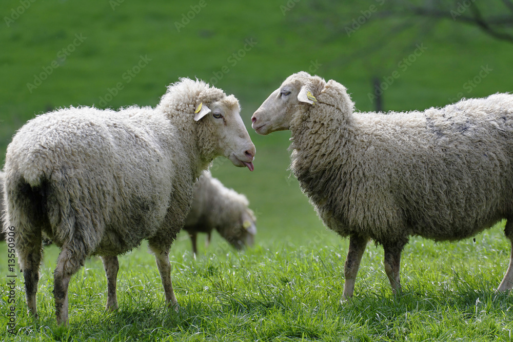 Fototapeta premium Moutons au pré