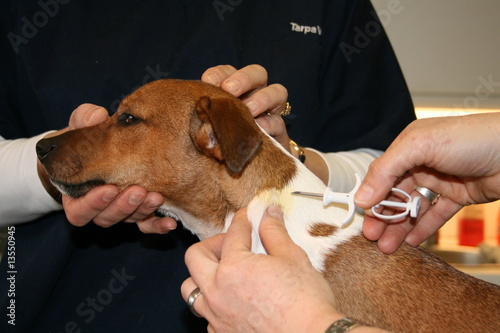 injection d'une puce électronique sous la peau du jack russell