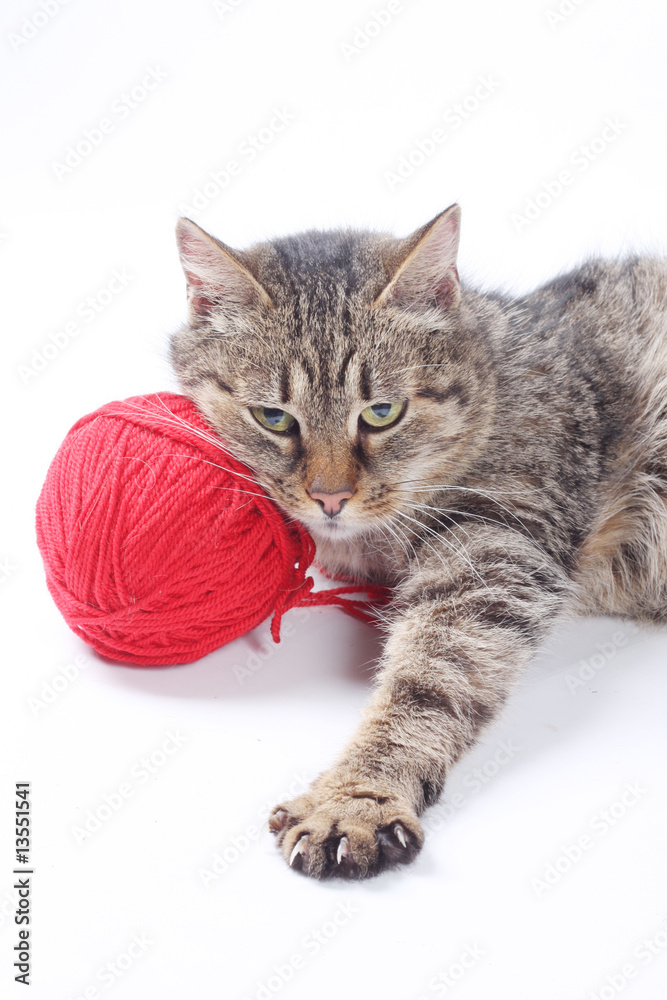 Fototapeta premium Cat with woolen ball