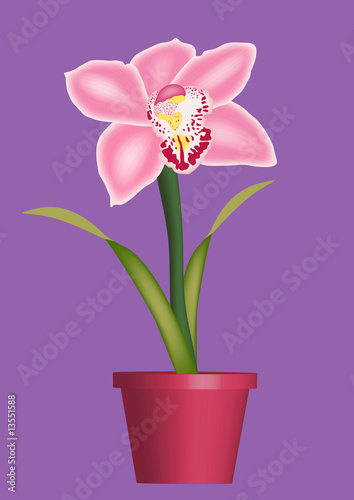 Fototapeta Naklejka Na Ścianę i Meble -  colourful illustration of orchid in a pot
