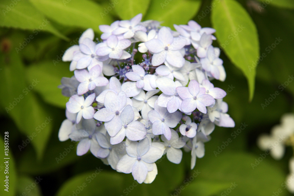 Hydrangea Hydrangea
