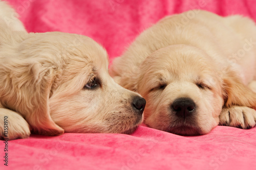 Golden Retriever Puppies isolated on a pink background