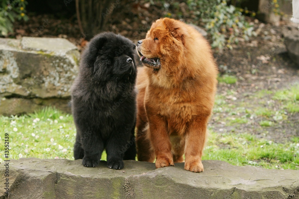 deux chow chow aux regards qui se croisent dans le jardin deux chow chow aux regards qui se croisent dans le jardin