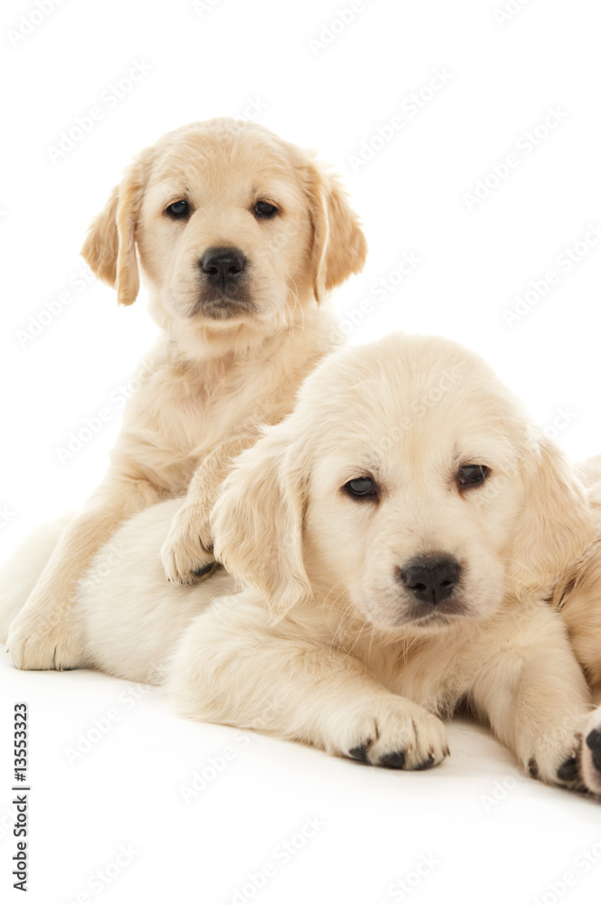 Golden Retriever Puppies isolated on a white background Golden Retriever Puppies isolated on a white background