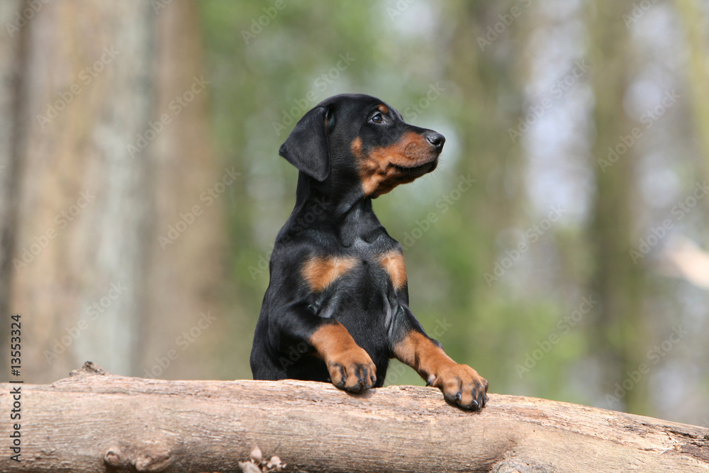 pose fiere du jeune dobermann debout sur un tronc d'arbre pose fiere du jeune dobermann debout sur un tronc d'arbre