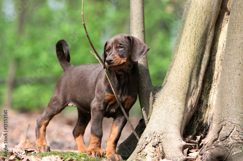 balade pour le jeune dobermann en foret en automne