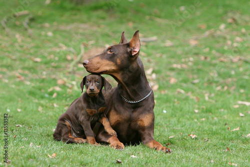 Obraz na płótnie moment attendrissant de la maman et du chiot dobermann w salonie