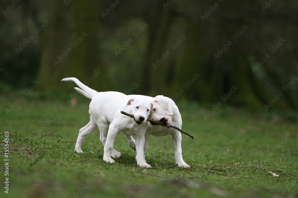 deux dogues argentins en train de jouer avec un baton