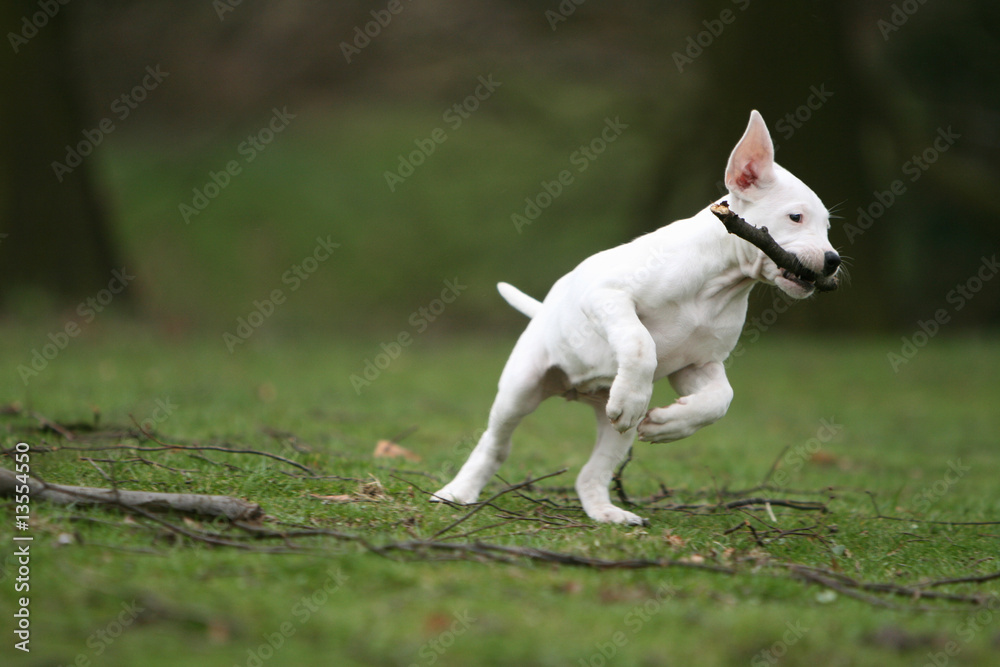 jeune dogue argentin branche dans la gueule en plein saut jeune dogue argentin branche dans la gueule en plein saut