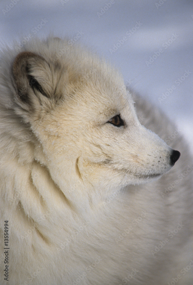 Obraz premium Arctic Fox portrait