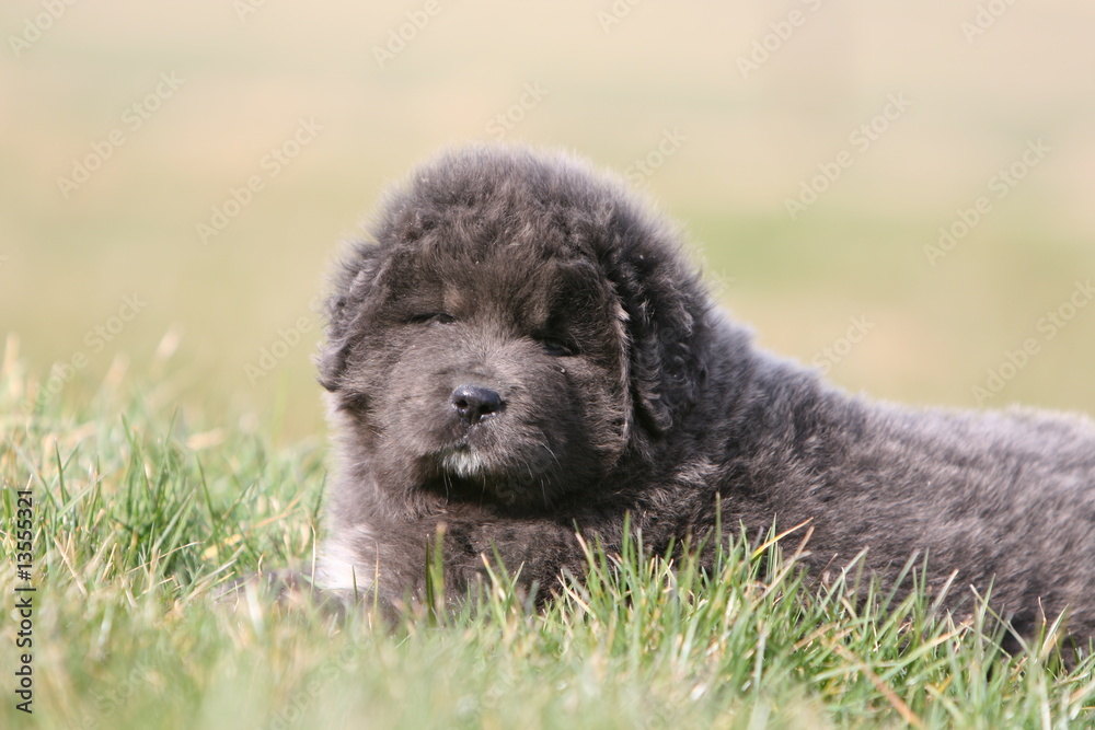 Fototapeta premium chiot dogue du tibet allongé seul dans l'herbe vu de face