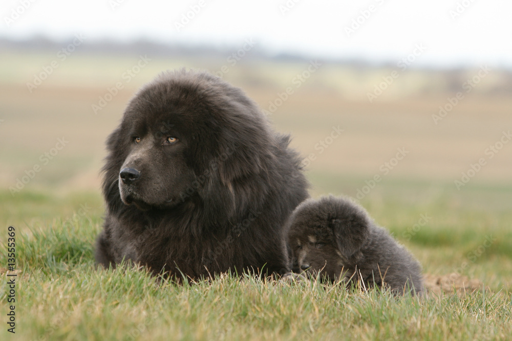 dogue du tibet grand et petit allongé dans l'herbe