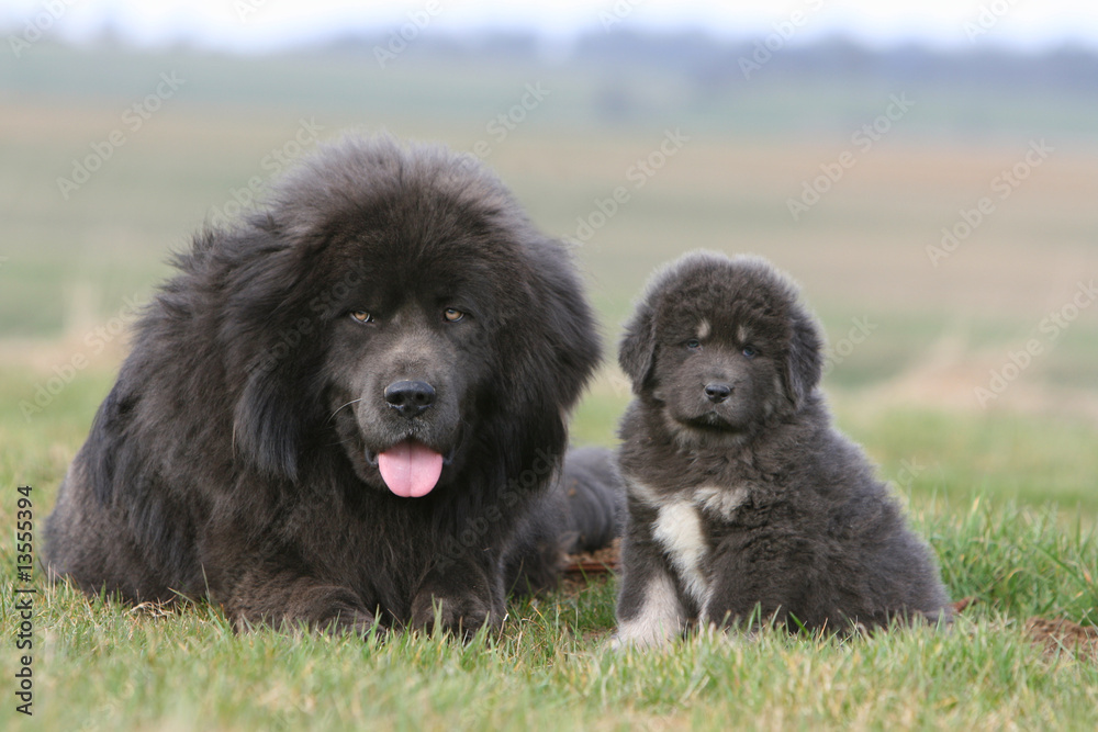 grand dogue du tibet et son chiot allongés dans un champ