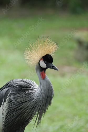 East African Crowned Crane (Balearica regulorum)