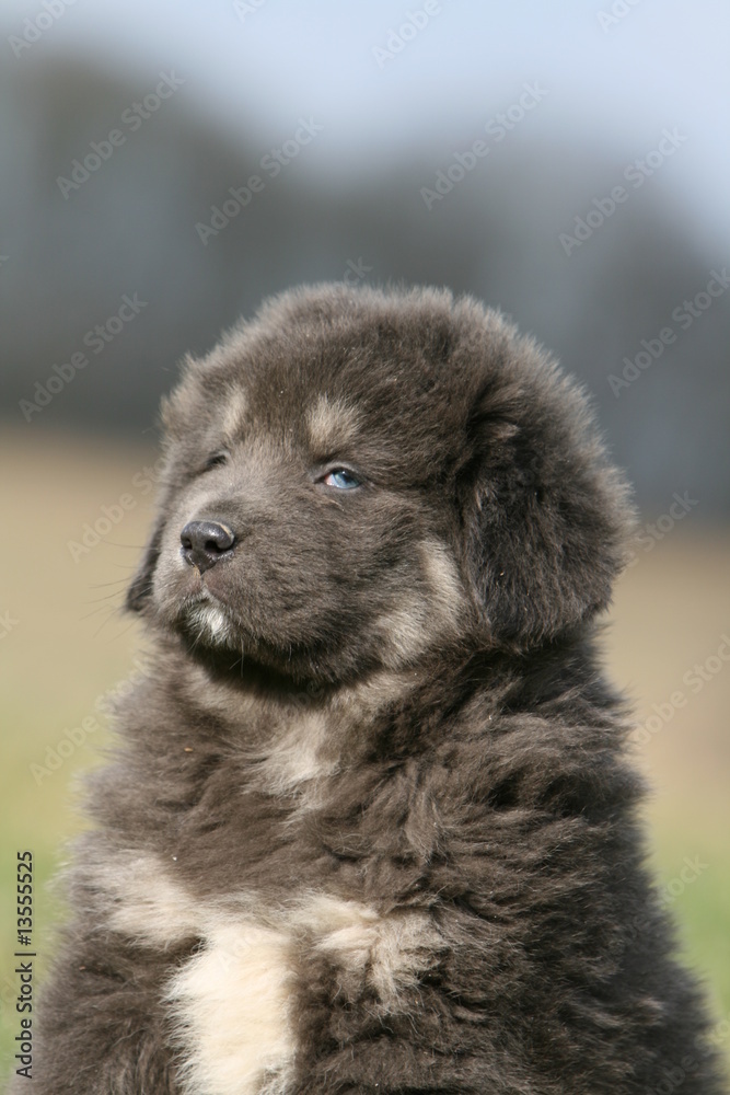 la position fière du chiot dogue du tibet aux yeux bleus Stock Photo |  Adobe Stock