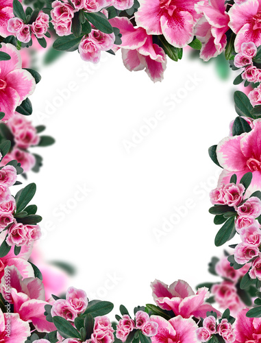 Fototapeta Naklejka Na Ścianę i Meble -  beautiful rose flowers