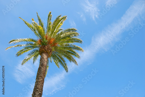 Sunlit Palm Tree