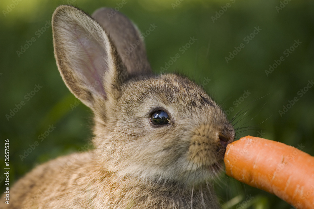 Fototapeta premium Hase / small rabbit