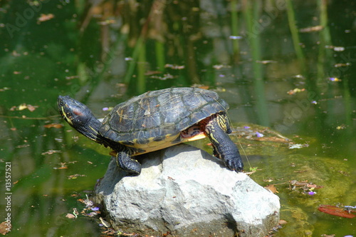 Water turtle on the rock