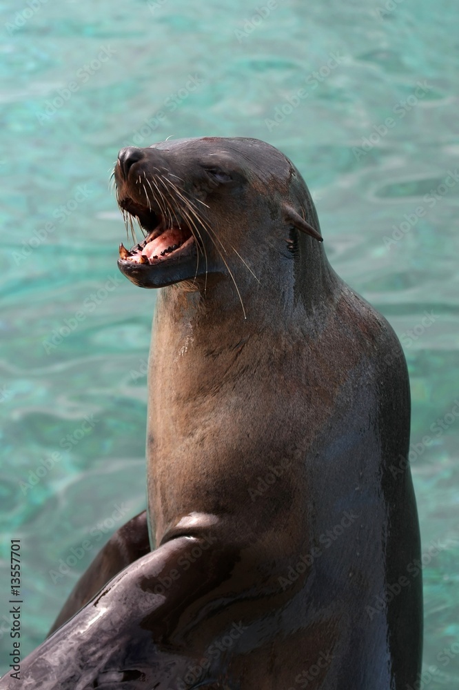 Obraz premium Seal with Open Mouth