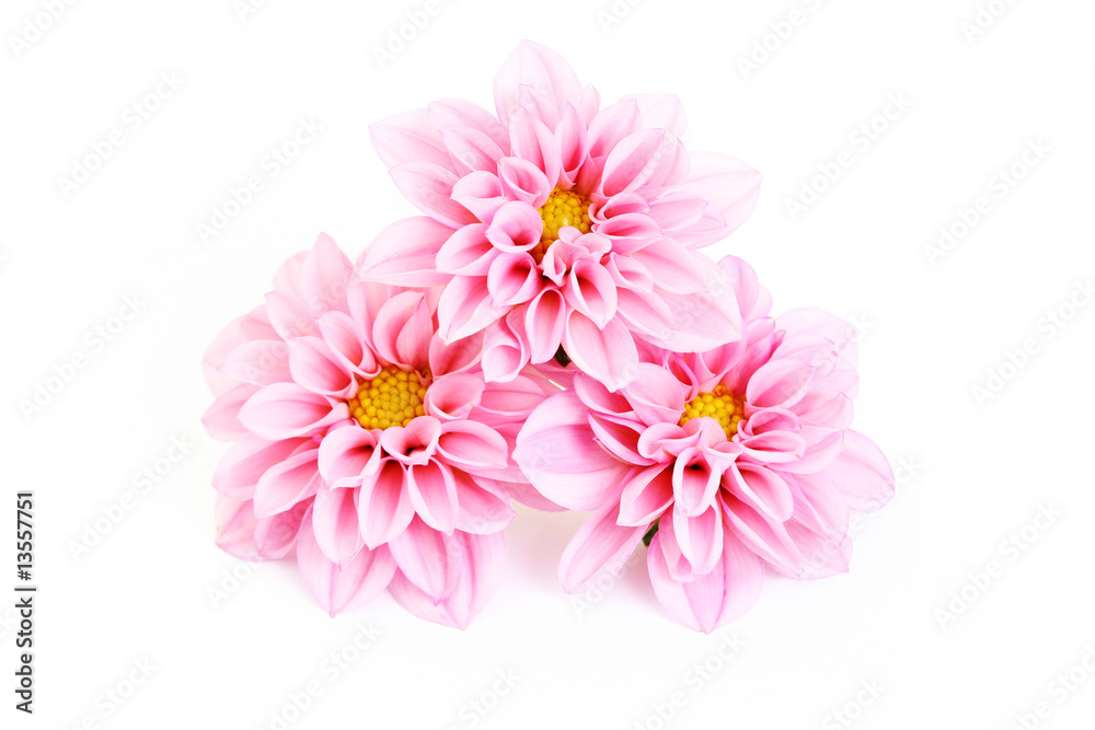 pink dahlia pink dahlia