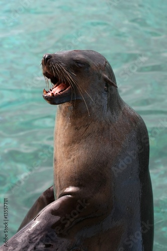 Seal with Open Mouth