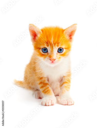 kitten