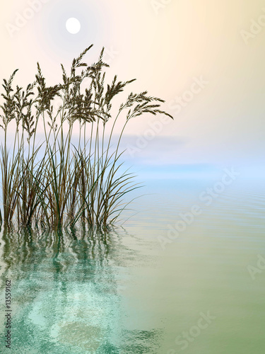 Water Grass