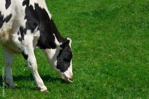 grazing cow