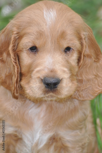 portrait chiot cocker spaniel