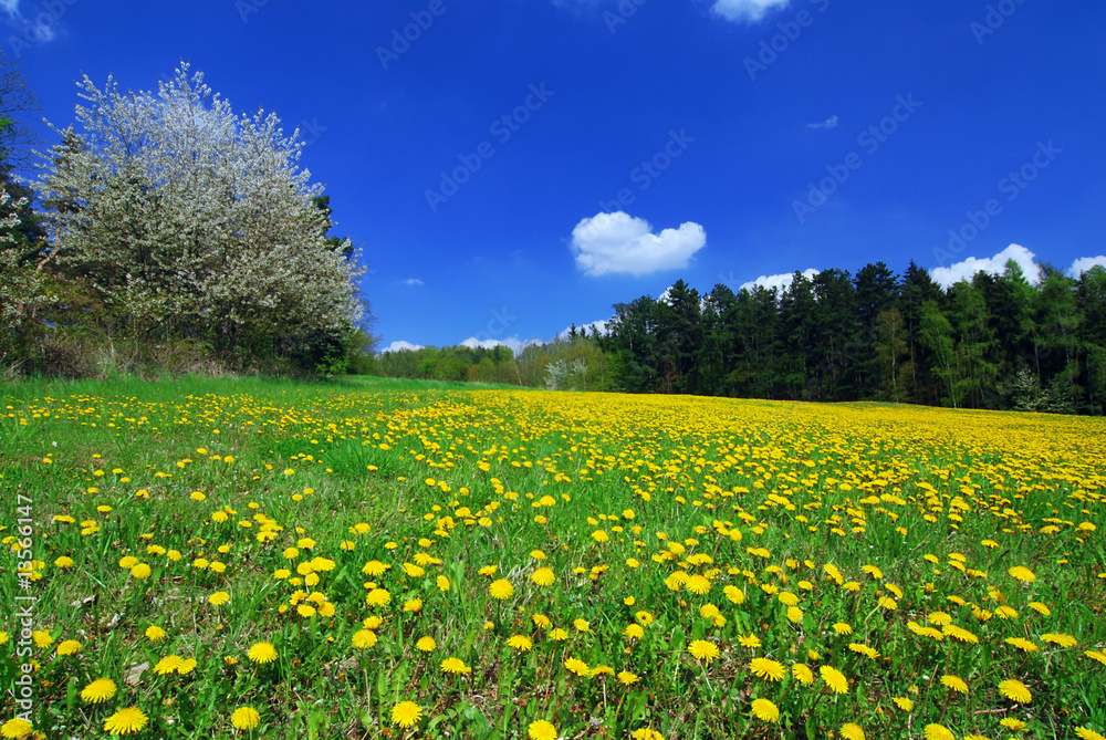 Obraz premium Spring landscape