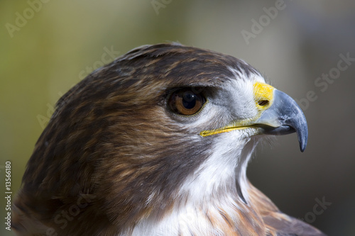 Red-Tailed Hawk Portrait