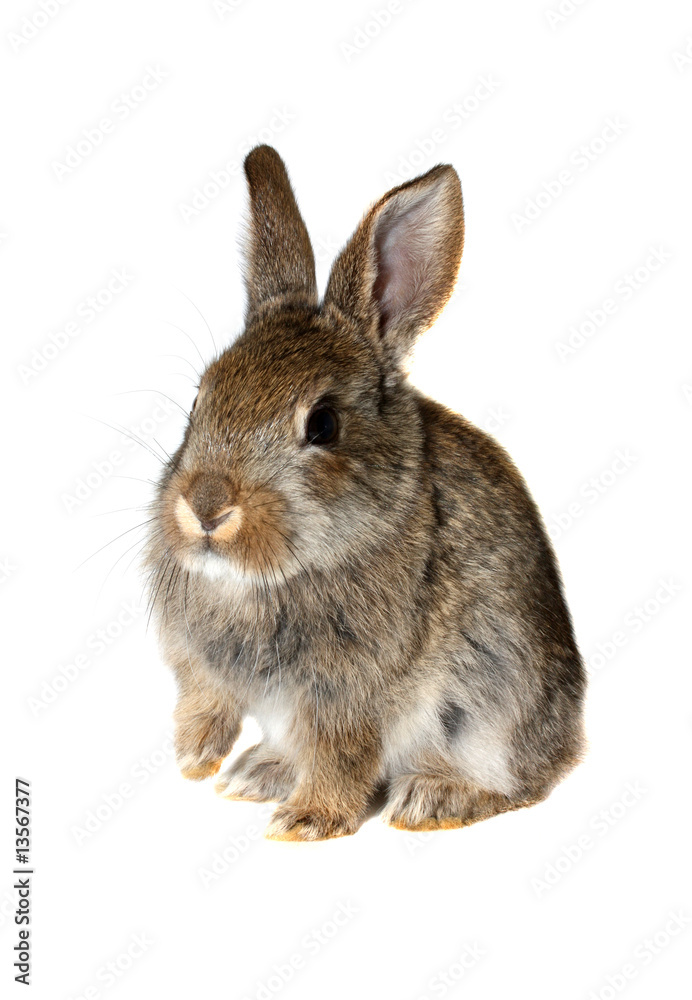 Fototapeta premium Little rabbit,isolate