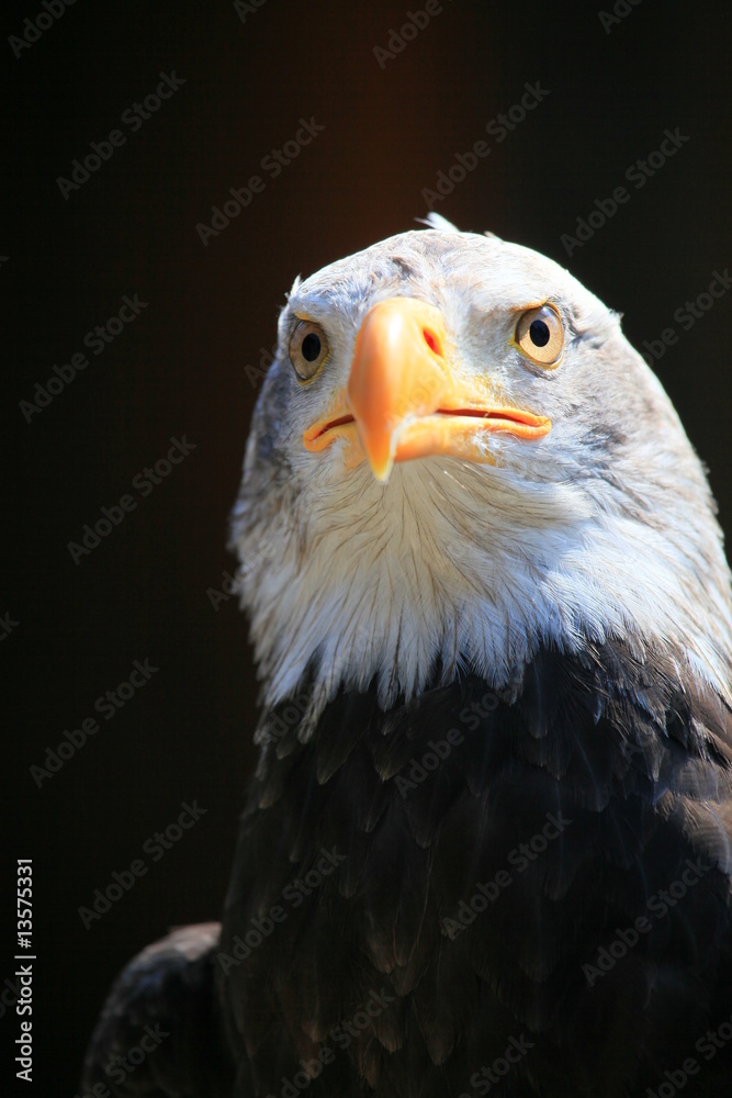 Obraz premium weißkopfseeadler