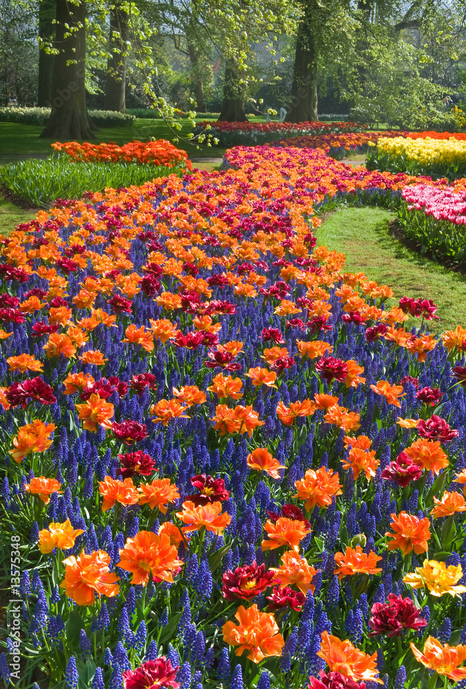 Colorful river of orange and red tulips in spring